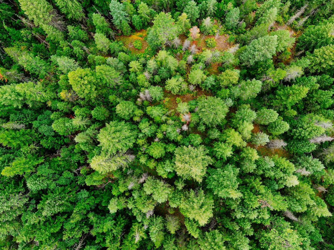 Top-down view of a forest canopy