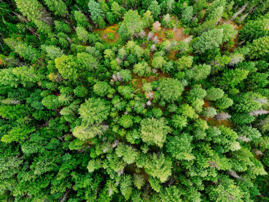 Top-down view of a forest canopy